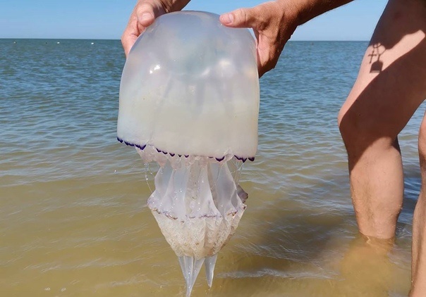 «Темрюкским» медузам нашли очередное применение – в лечении онкологии